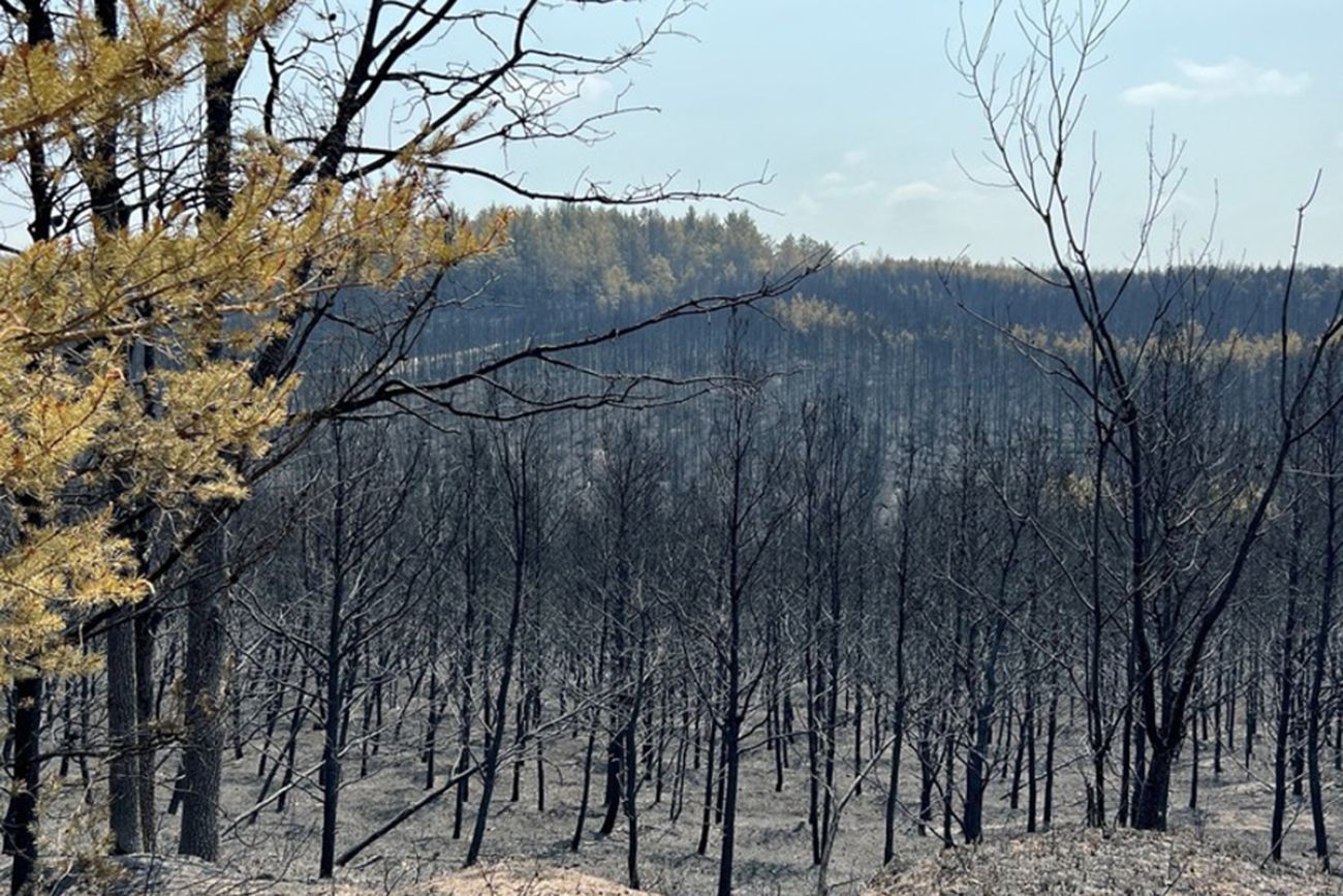 Turning pine needles from fire risk to renewable fuel