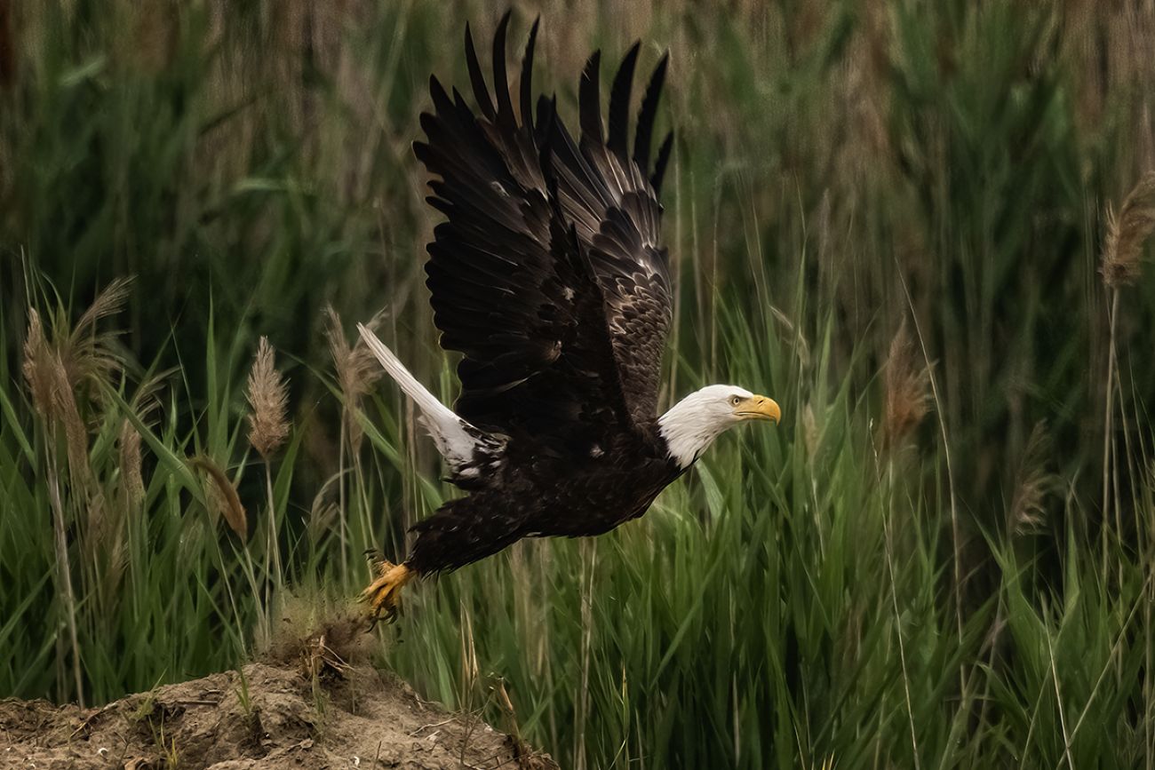 Michigan bald eagles soar back from near-extinction | Bridge Michigan