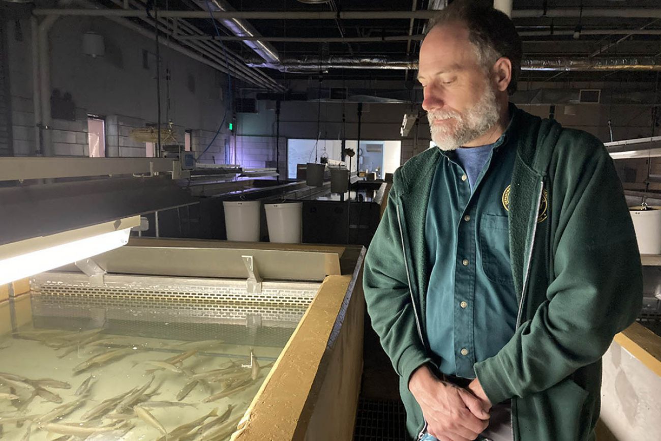 Dan Sampson looking at hatchery