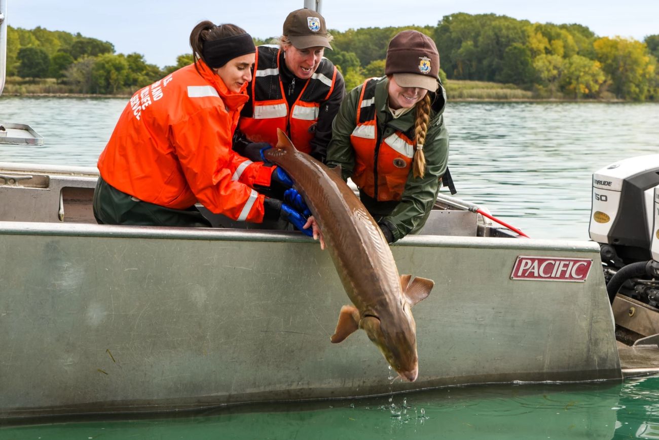 three people on a boat releasing a fish