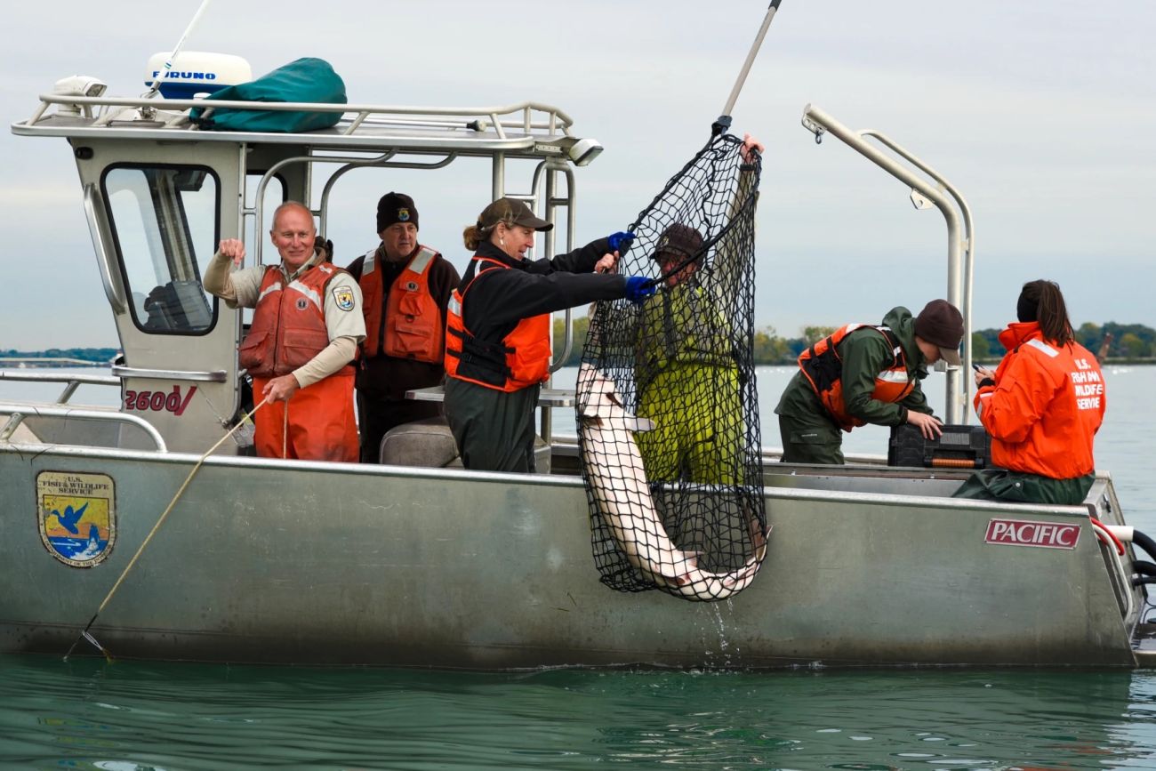 Sturgeon in the Red River Basin show continued signs of natural reproduction