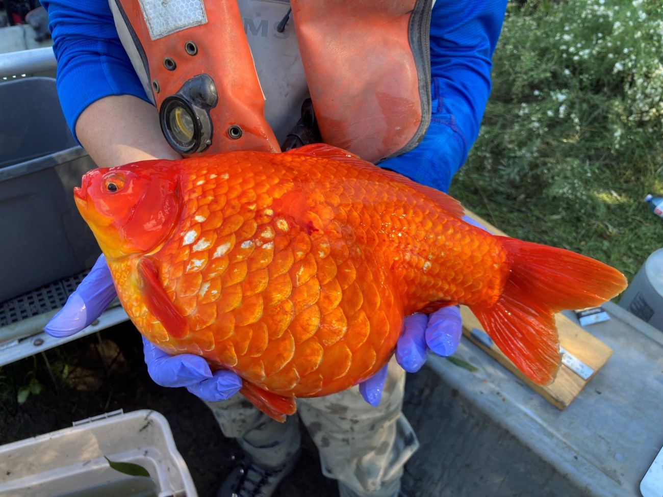 Feral goldfish are menacing Great Lakes: We're going to need a