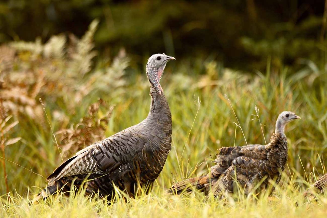 How Many Turkeys Are Eaten on Thanksgiving?