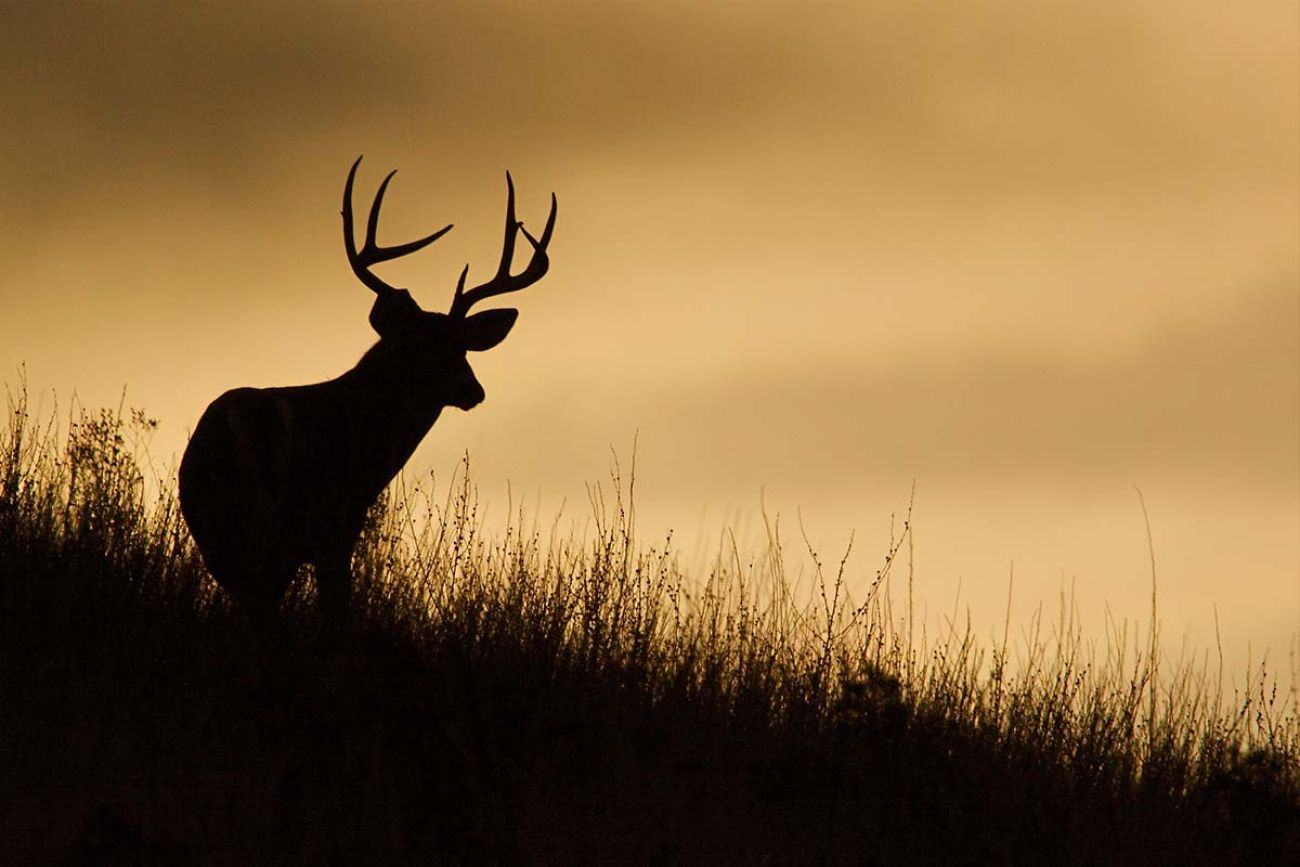 Opening day for hunting in Michigan begins Wednesday: What to know