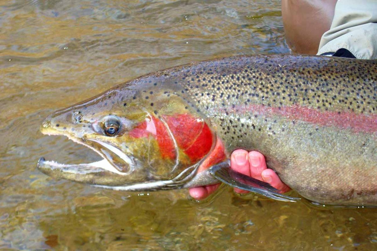 Charter Fishing on Lake Michigan, MI, produces, Steelhead, Salmon, Trout.