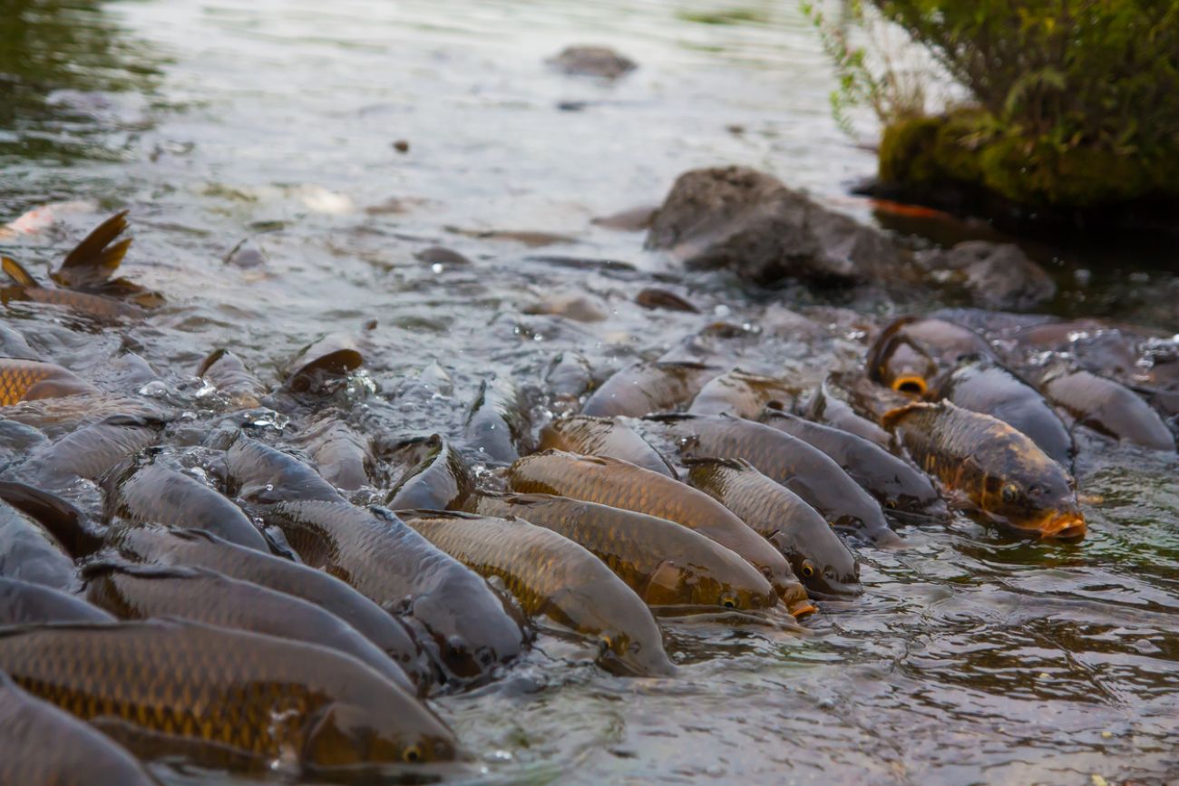 Smelt Dipping Carp River