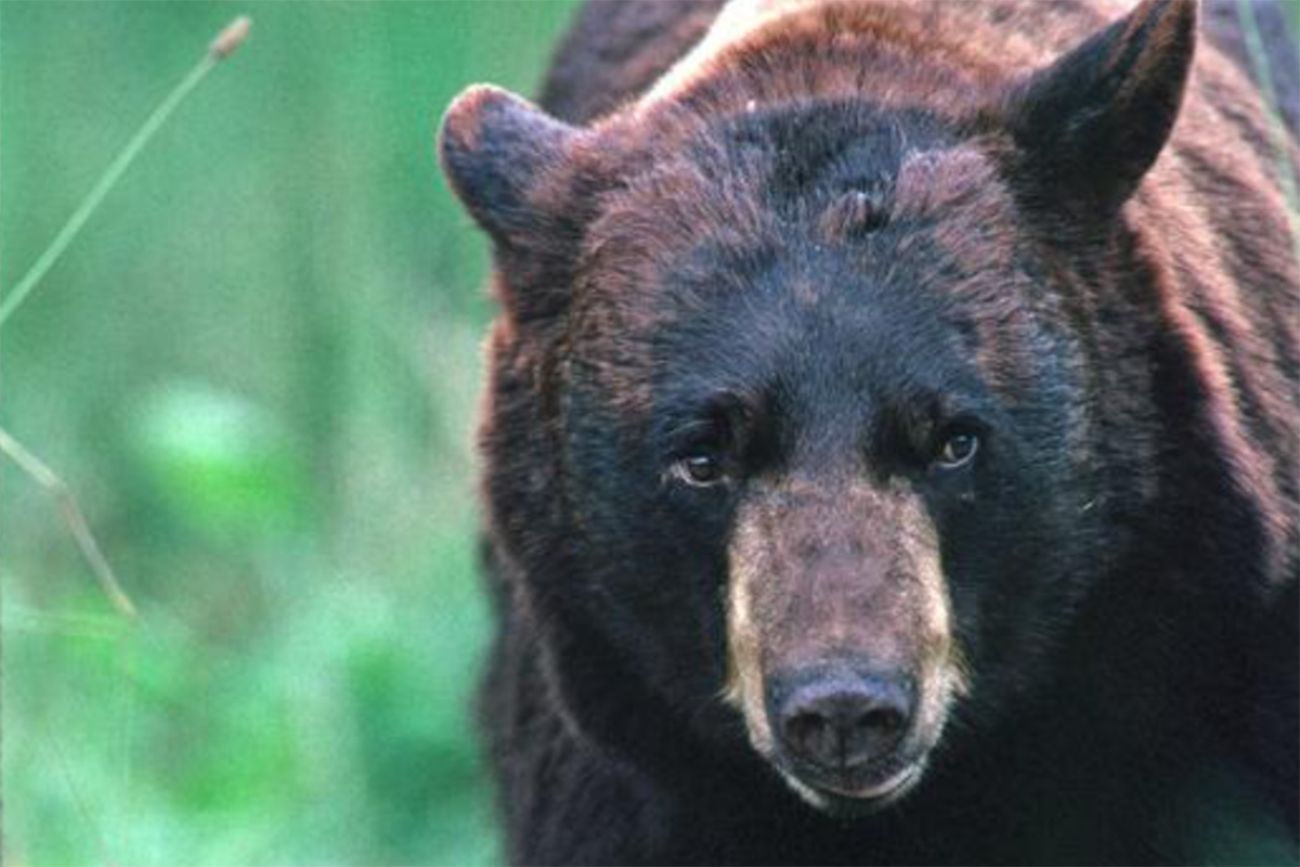 North Shore black bears: garbage a major problem - North Shore News