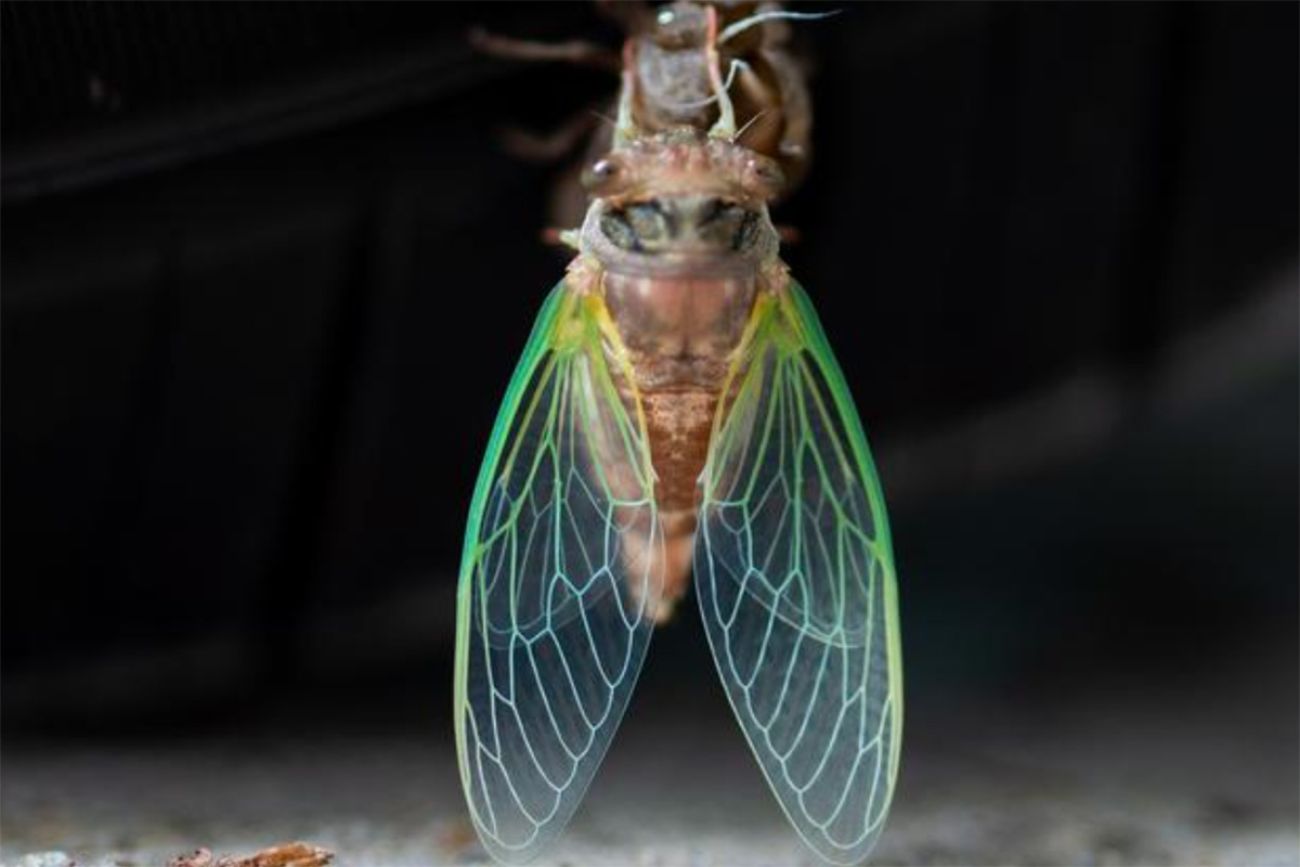 Cicadas 2024 Michigan Staci Elladine