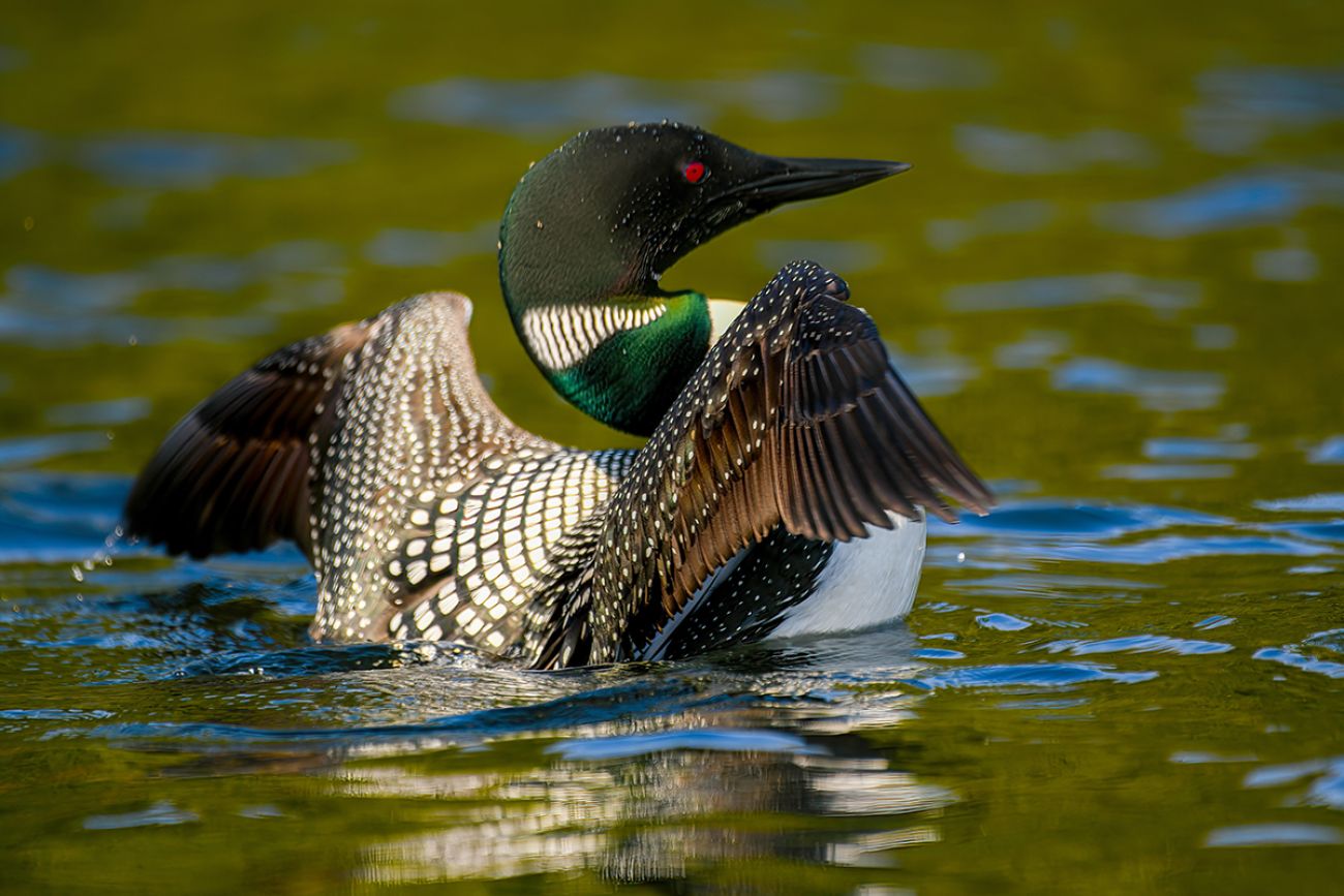 A bird with a brown and white body. It has a dark-colored head