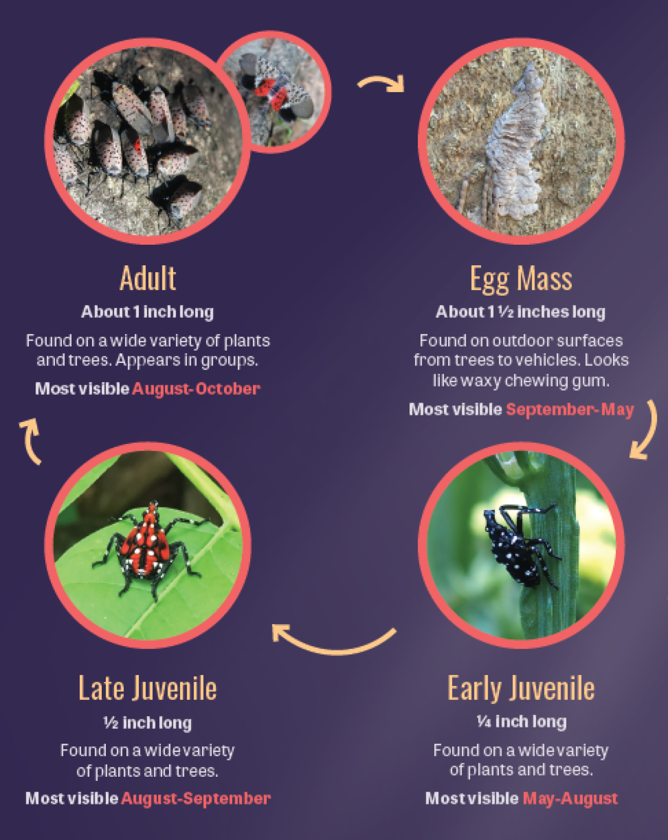 A graphic of a Spotted Lanternflies lifecycle