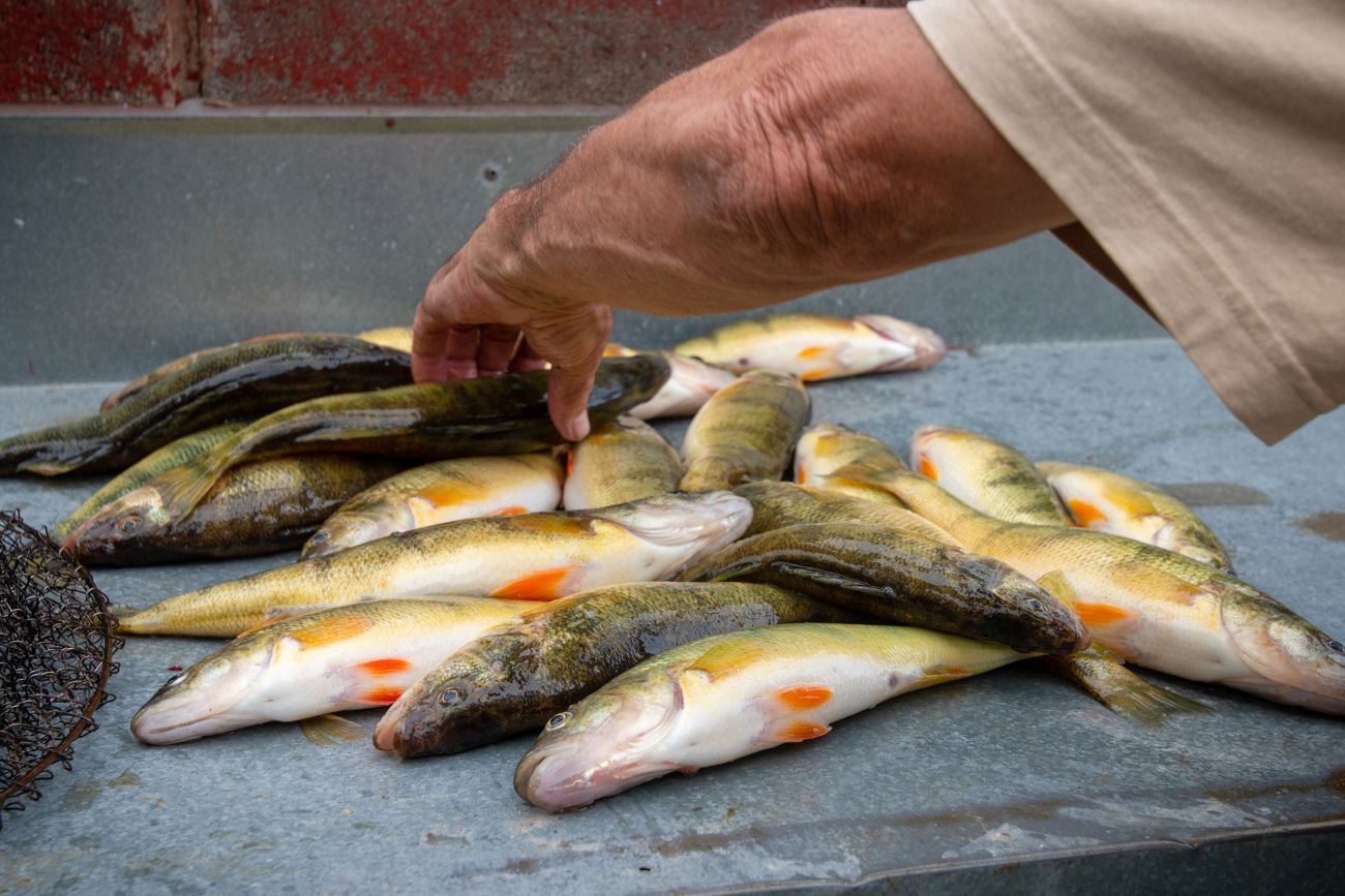 A bunch of perch on the table. The fish have green scales and white underbody 