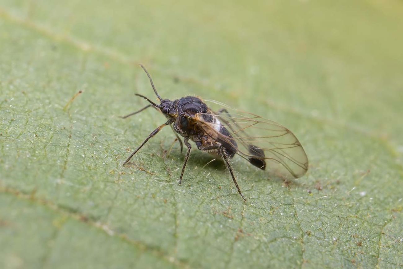 Black flies are swarming in northern Michigan and the U.P. | Bridge ...