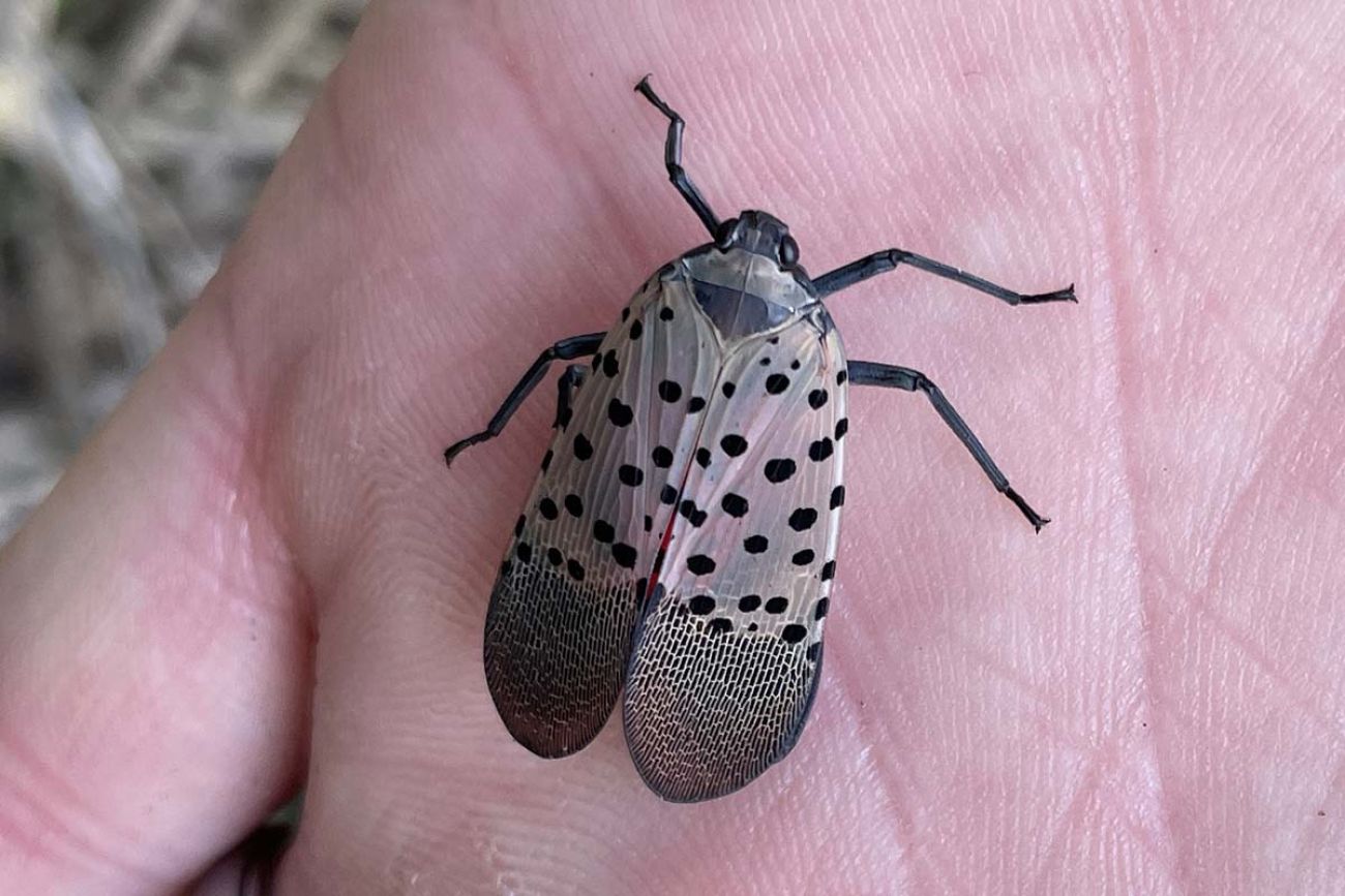 Someone with a lanternfly in their hand. Lanternfly has spotted, black wings