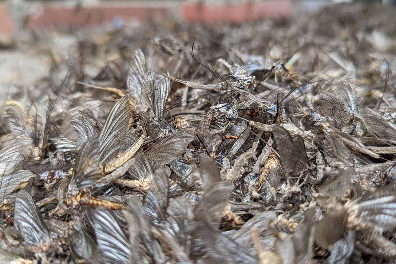A pile of dead mayflies