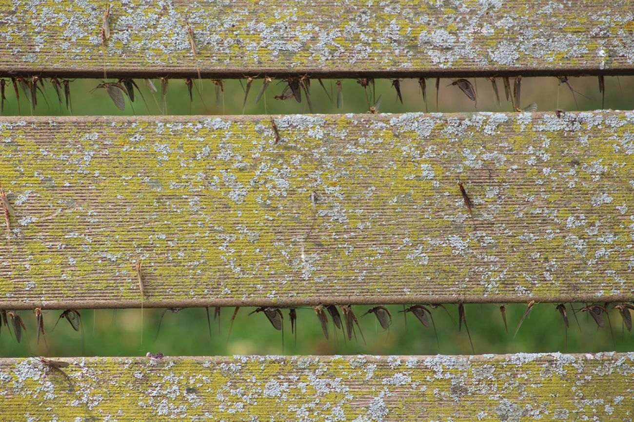Mayflies on wood bench in a park