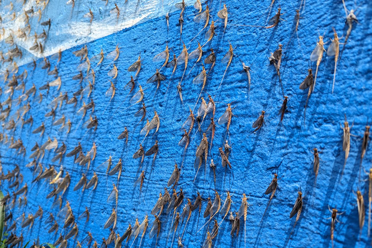 Mayflies on a blue wall 