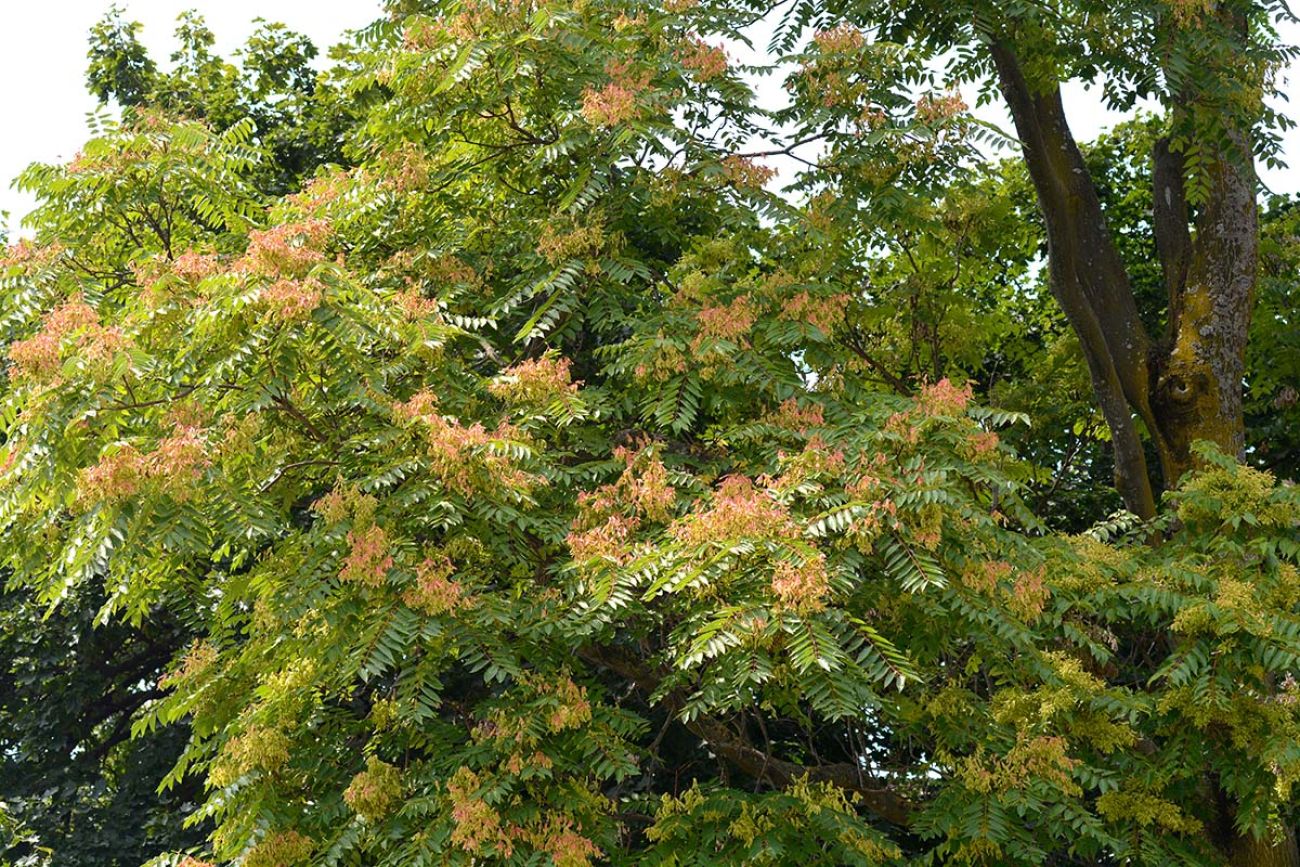 Tree of heaven - Latin name - Ailanthus altissima