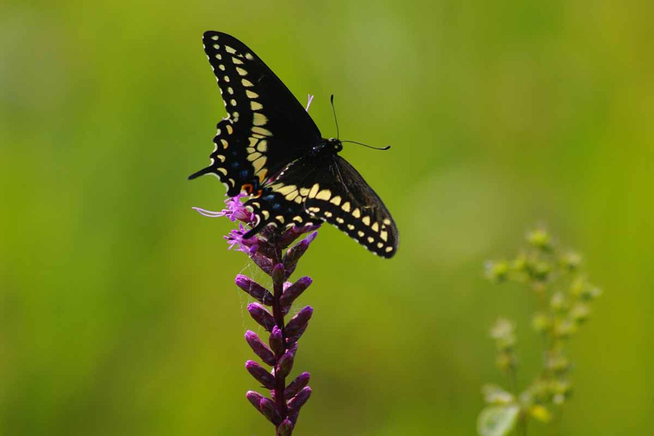 A black and yellow butterfly on a purple flower