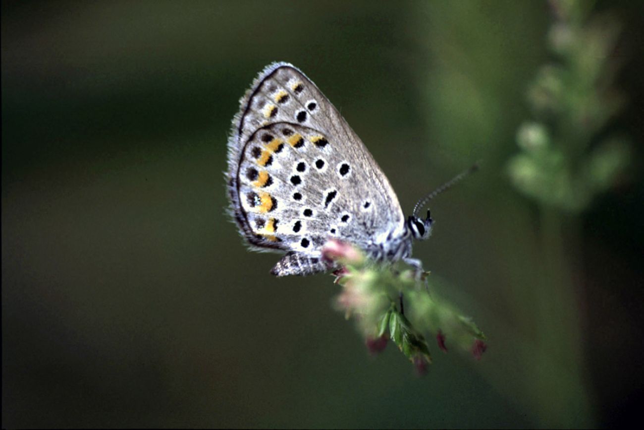 The butterfly has a blue body. Its wings are grey with black, orange and white