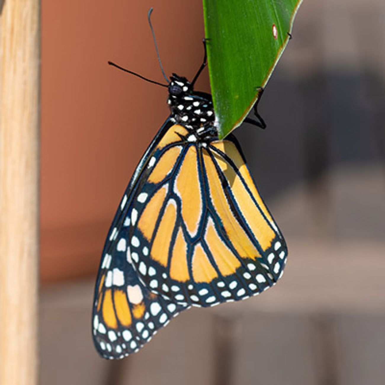 A monarch butterfly. It wings are orange and black with white spots