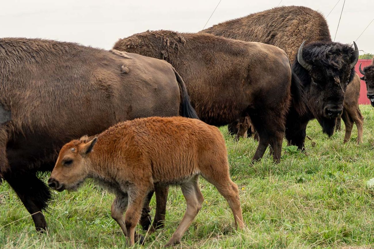 A baby bison next to a couple of adult bison