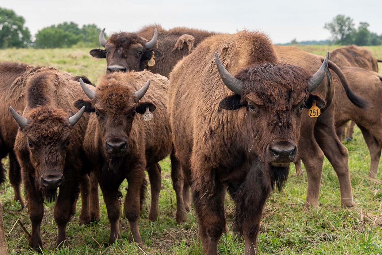 A group of bison 