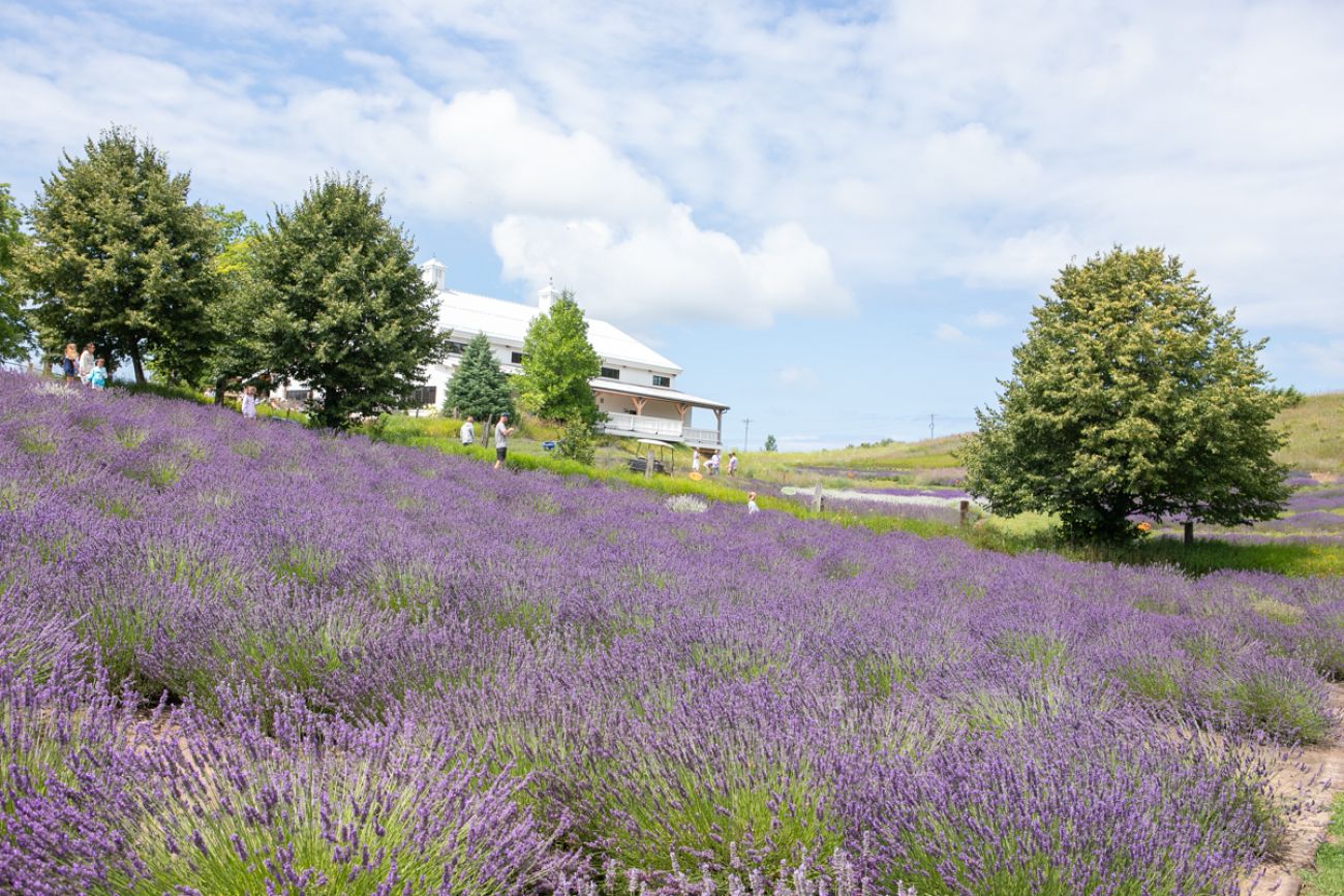 A field full of the lavender, a purple flower