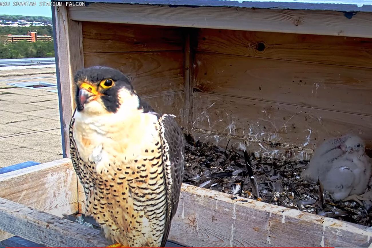 Black and white peregrine in a monitored nesting box