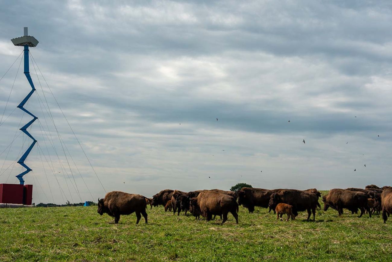A bunch of bison in a field. You can see a skinny blue tower on the left