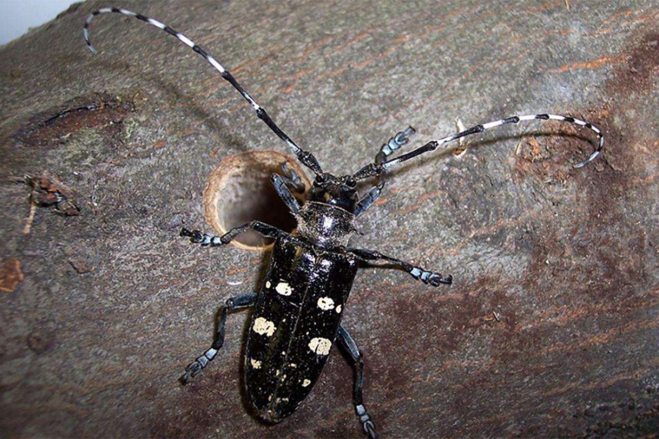 Asian longhorned beetles are shiny black insects with white spots and long antennae