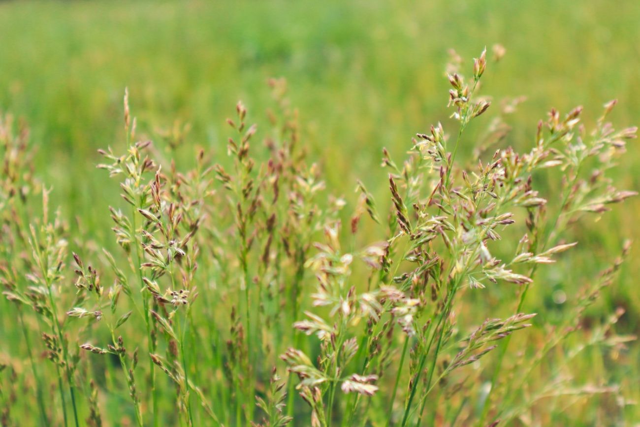 Prairie grass