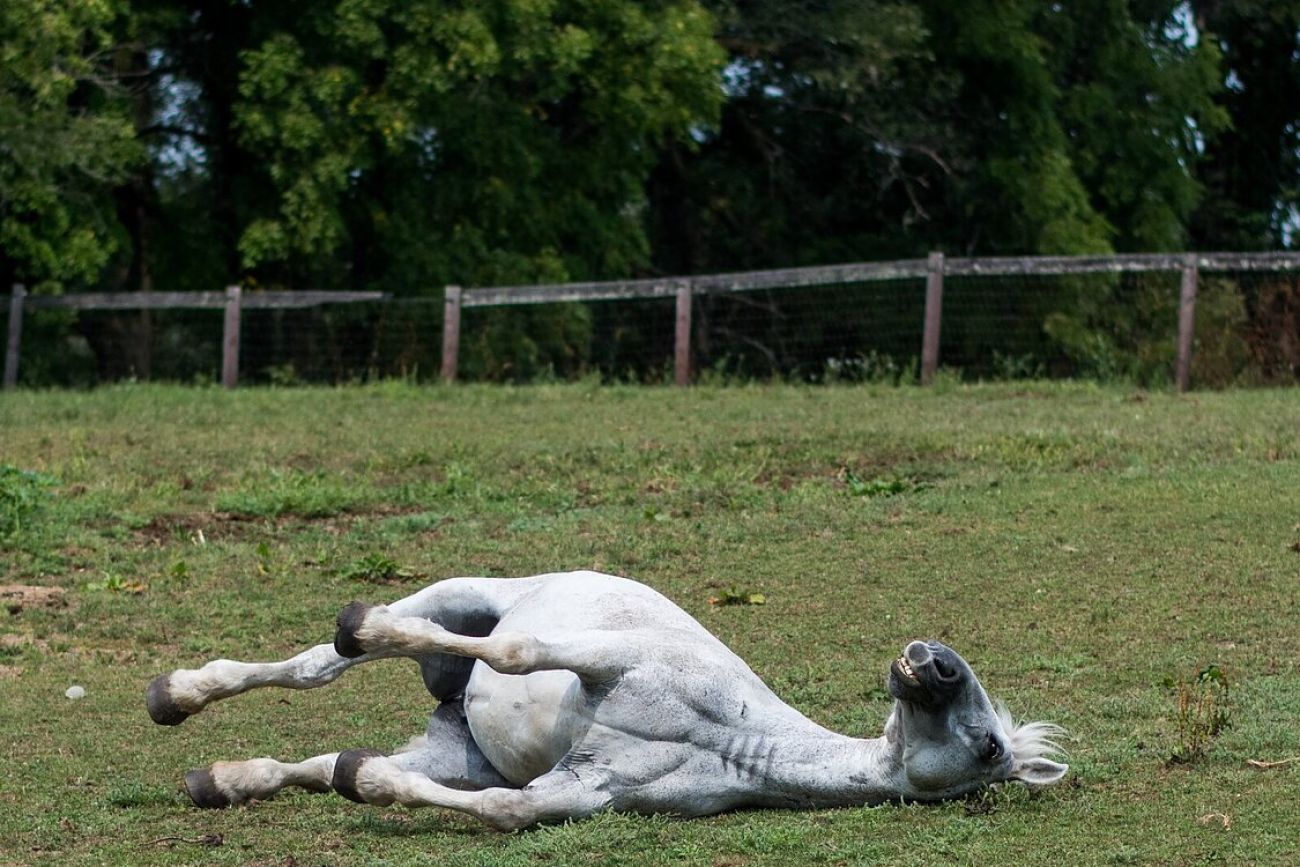 A white horse laying down