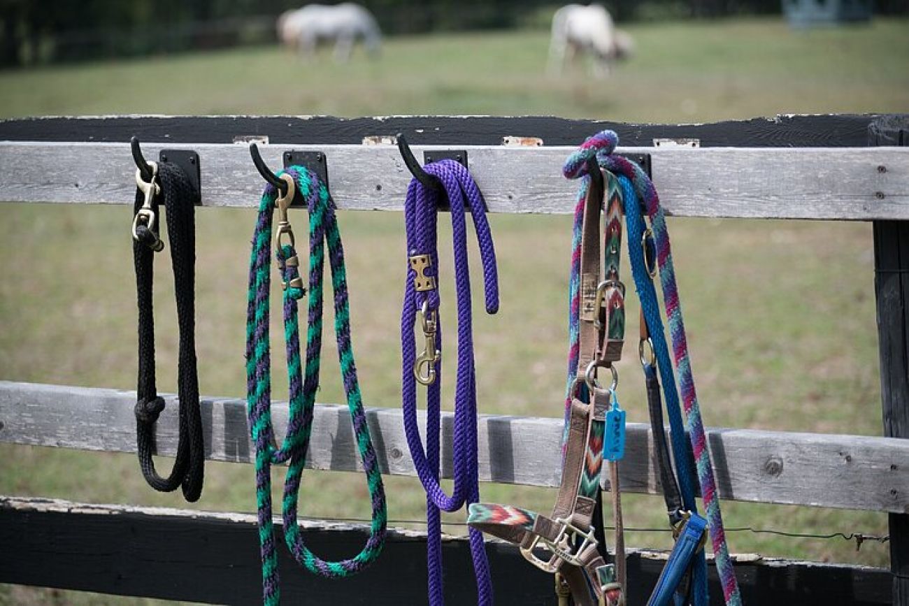 Halters on the fence