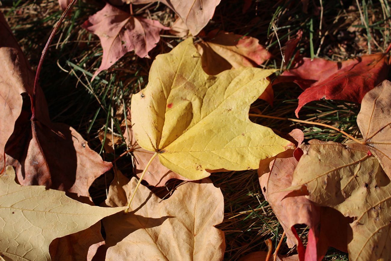 Leaves on the ground