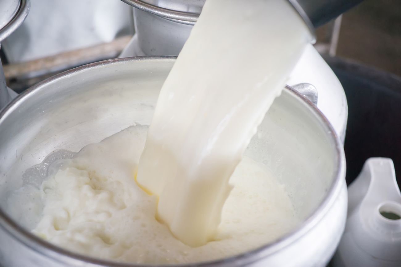 Pour raw milk into a bucket