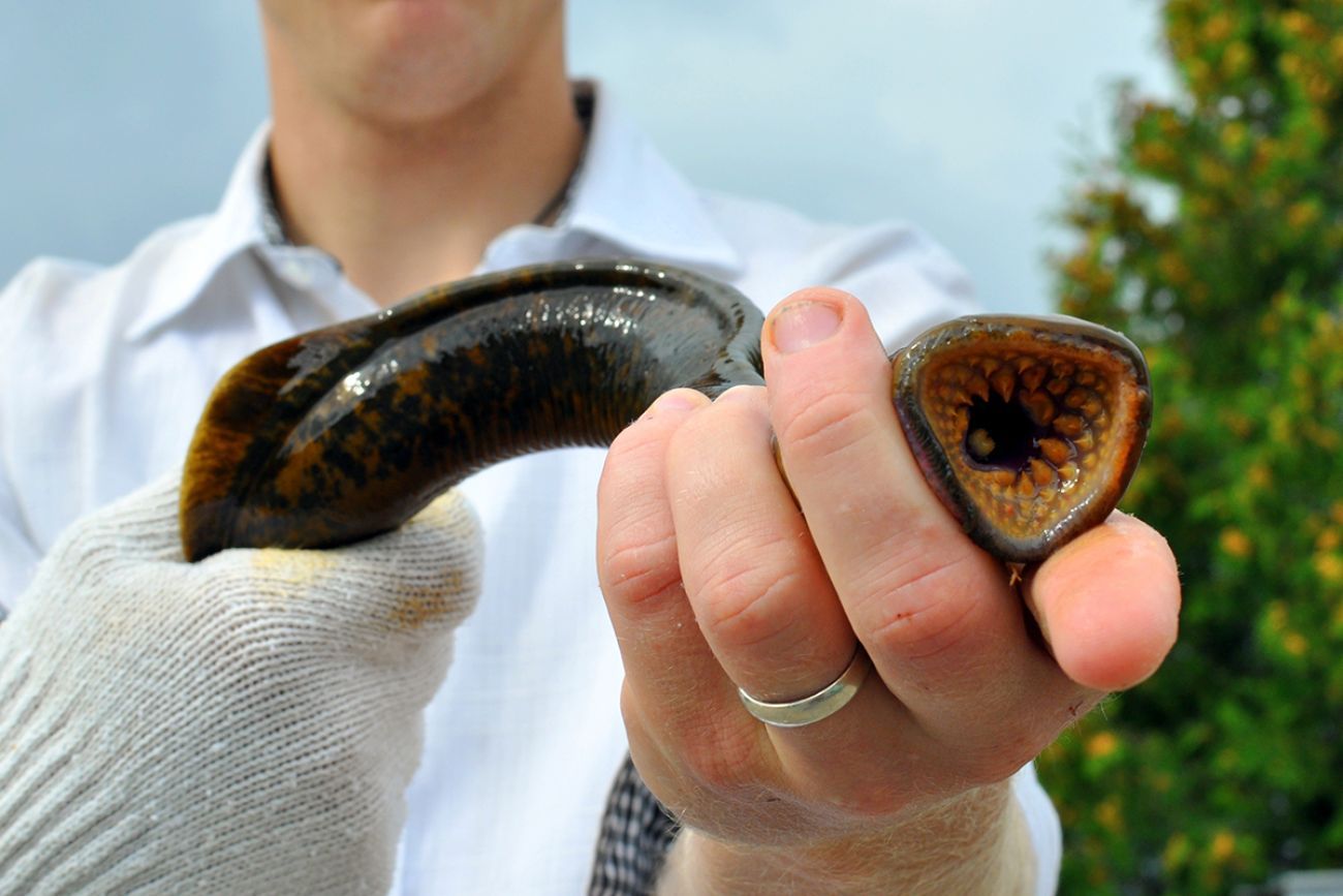 Someone holding a lamprey with its mouth open. 