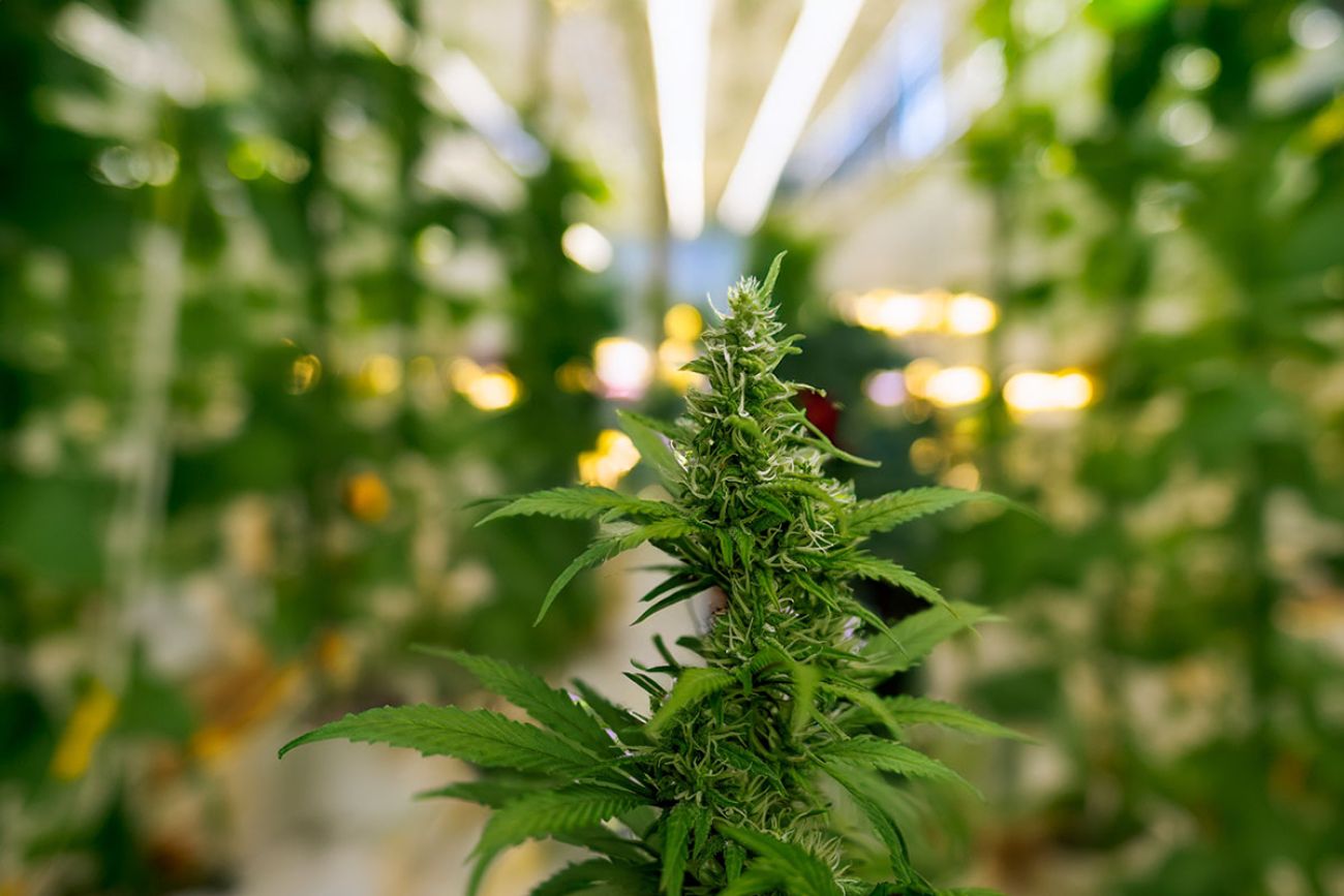 Marijuana plant at outdoor cannabis farm field