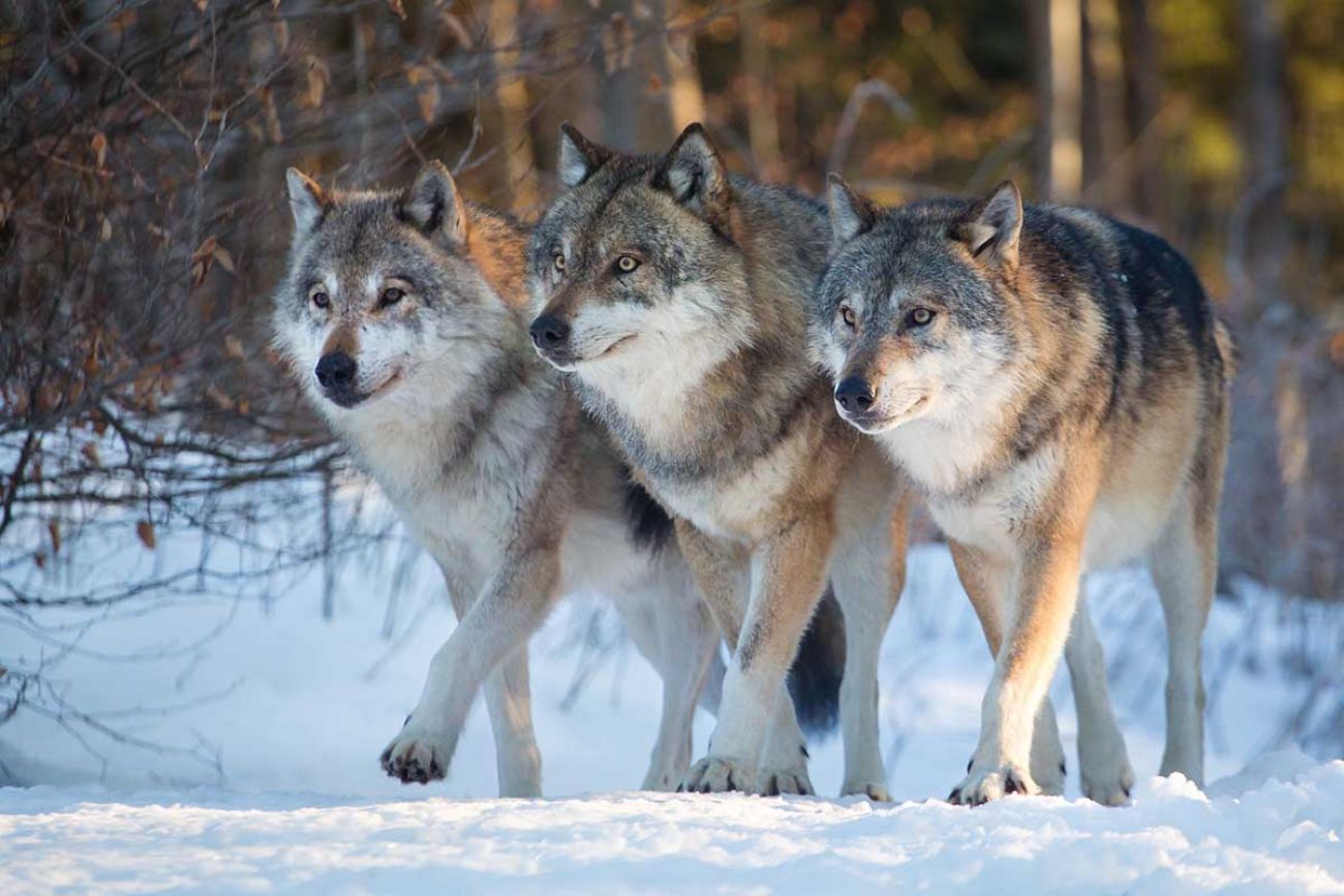 Three wolves walking in the snow. 