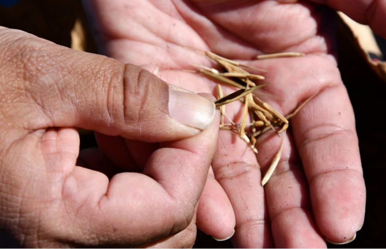 A close-up of handes. Kathy Smith holding manoomin seeds. 