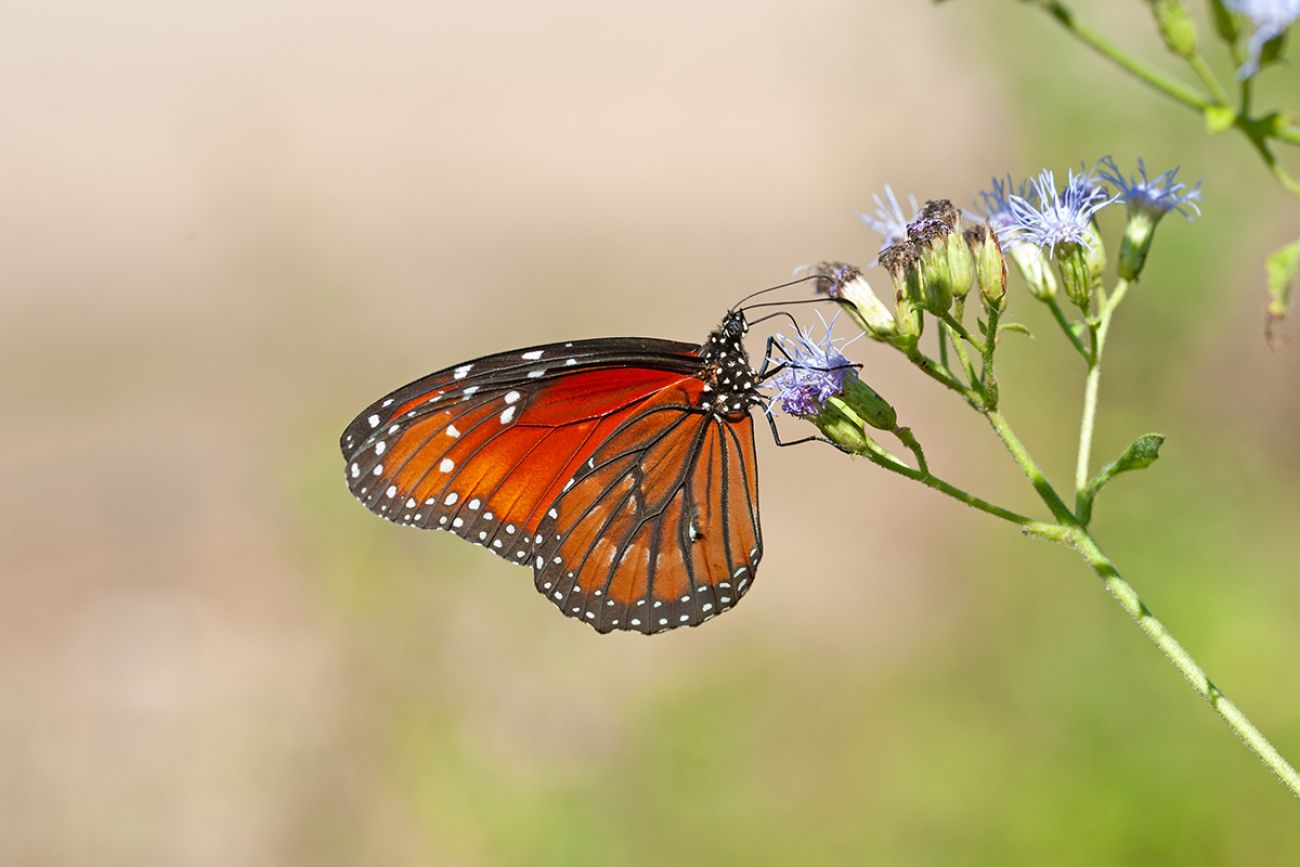 Orange and black butterfly on a flower. 