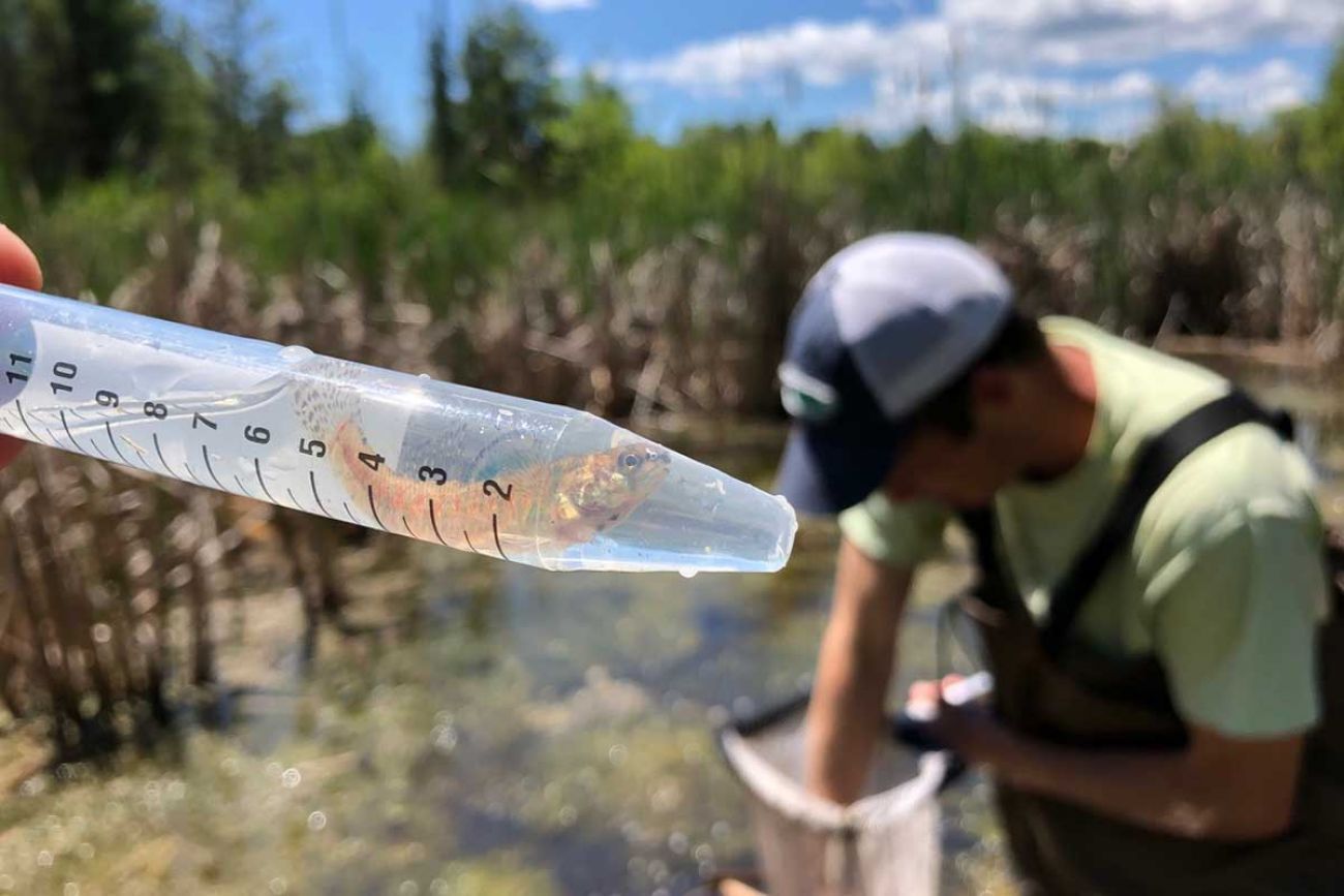 A tiny fish in a thin container.