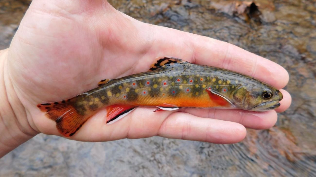 How much brook trout is enough? Michigan keeps changing catch limits.