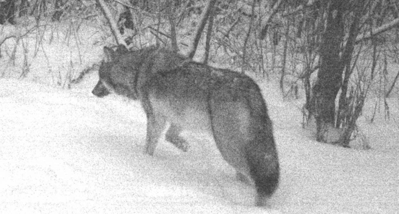 Amid growing concern about wolf attacks, experts discuss the best way to  protect them | Science in Poland