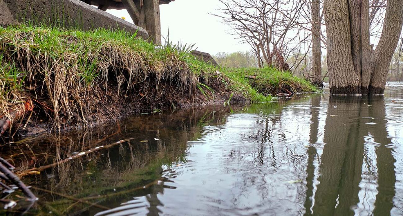 Giant Bottom-Feeder Caught on Michigan's Grand River