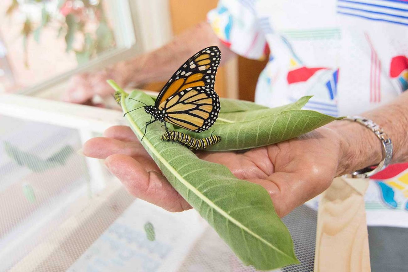 Monarch butterflies need saving in Michigan. Fenton woman does her