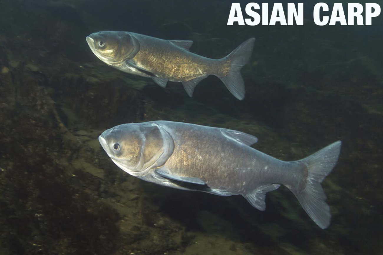 Asian Carp