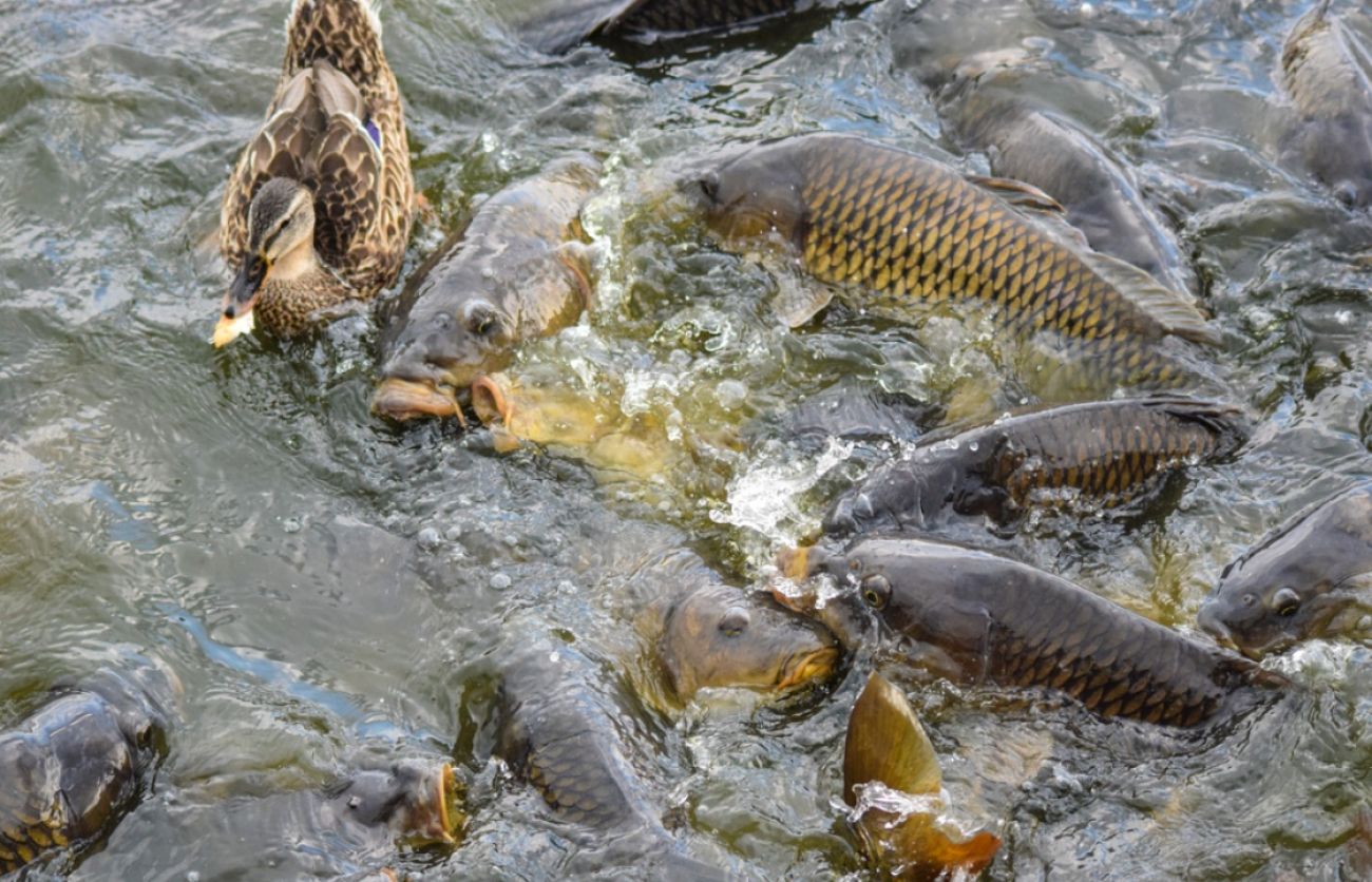 Thrashing Asian carp