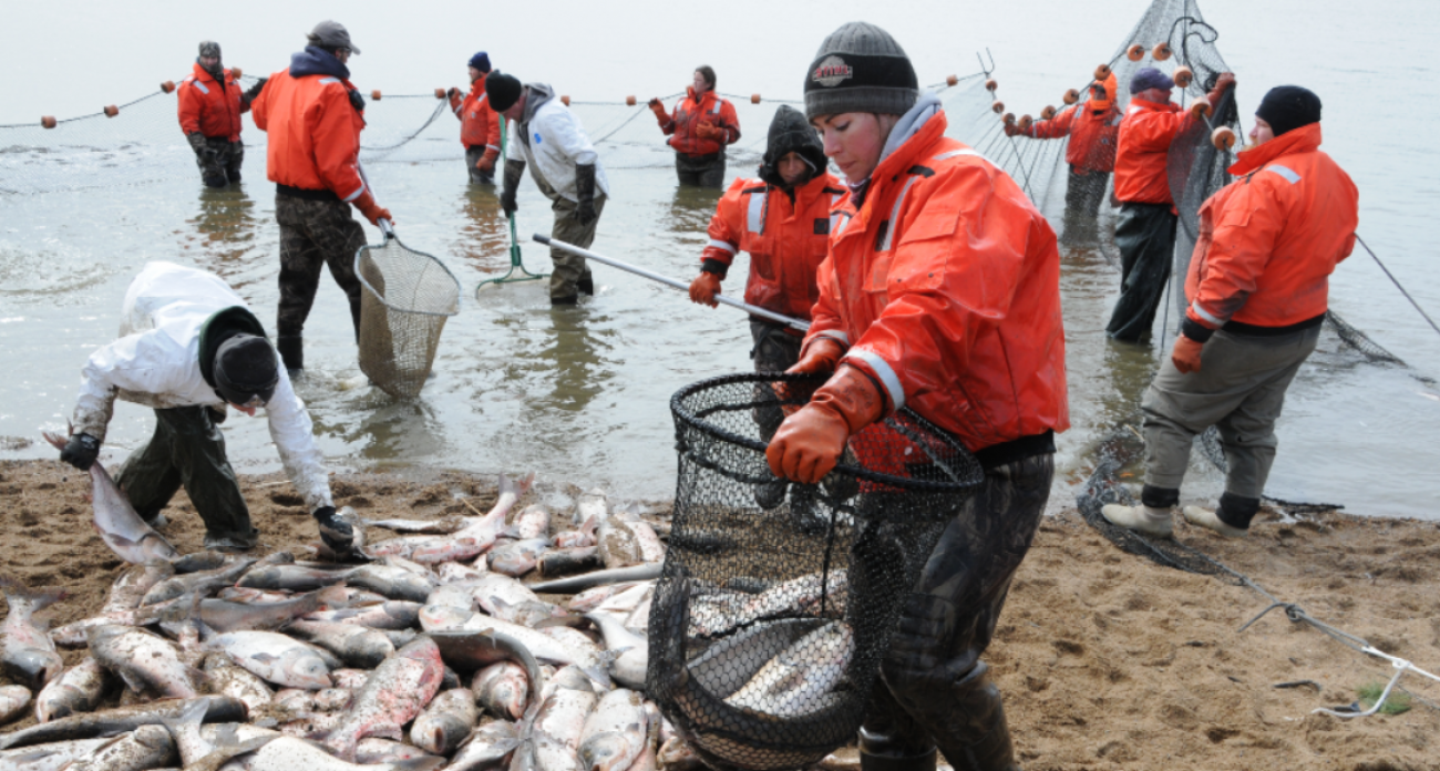 Asian carp