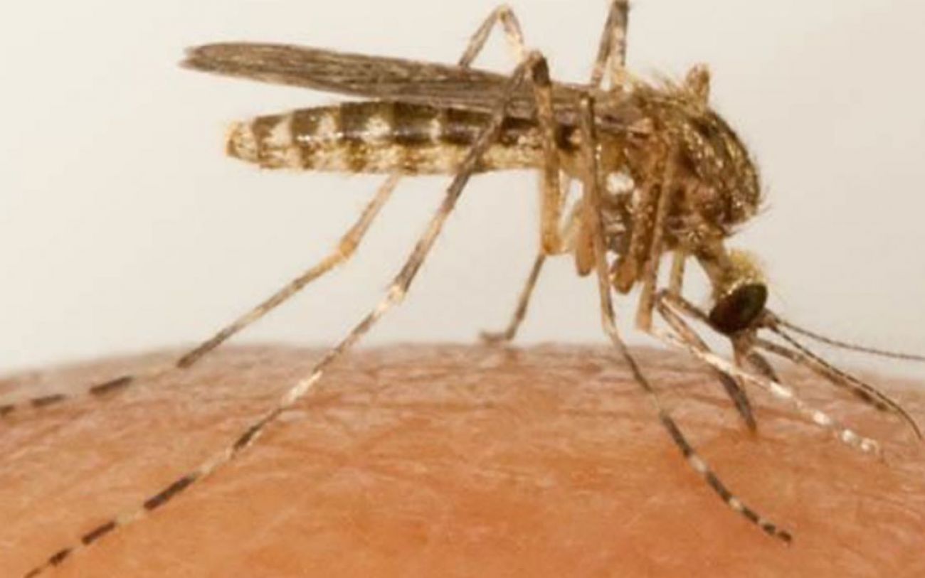 Michigan to spray 14 counties to combat deadly EEE mosquito virus