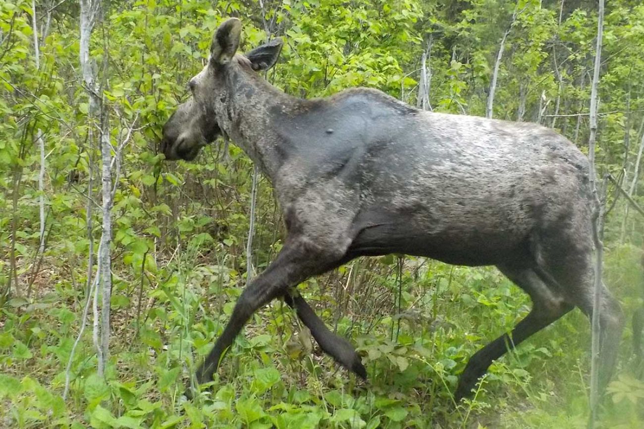 Should Michigan hunt wolves, cranes, moose? Republican lawmakers think so.